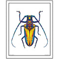 "roach" print 16" x 20" image 0